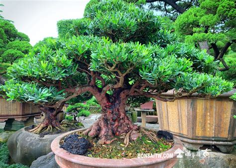 羅漢松庭園樹|探索台南的羅漢松：自然之美與養護妙招 – 植物盆栽綠寶典